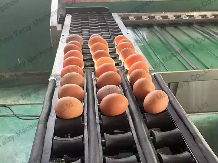 فرز وزن البيض التلقائي