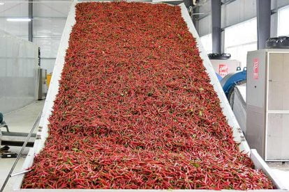 Chili Drying Machine