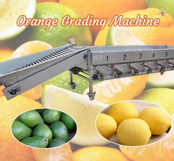 Machine de classement des oranges