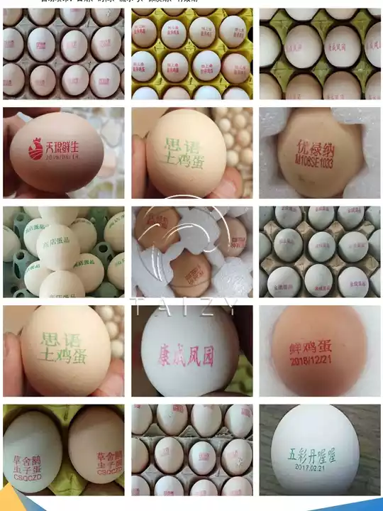 High-Speed Egg Printer Machine | Automatic Egg Marking System 3 Egg Logo Printing Production