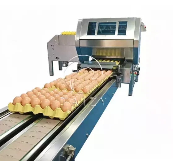 Automatic Egg Packing Machine
