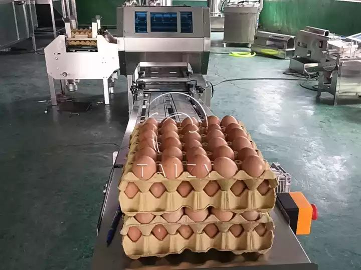 Automatic Egg Packing Machine | Poultry Farm Egg Packer 3 Egg Packaging Machine