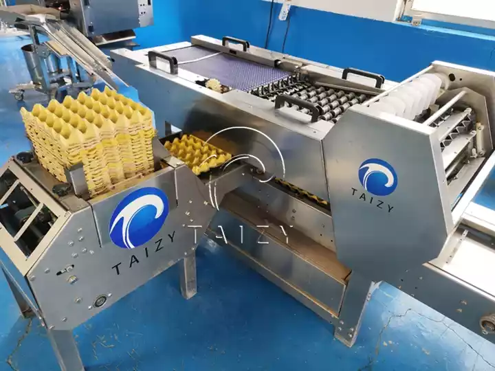 Automatic Egg Packing Machine | Poultry Farm Egg Packer 4 Egg Packing Machine